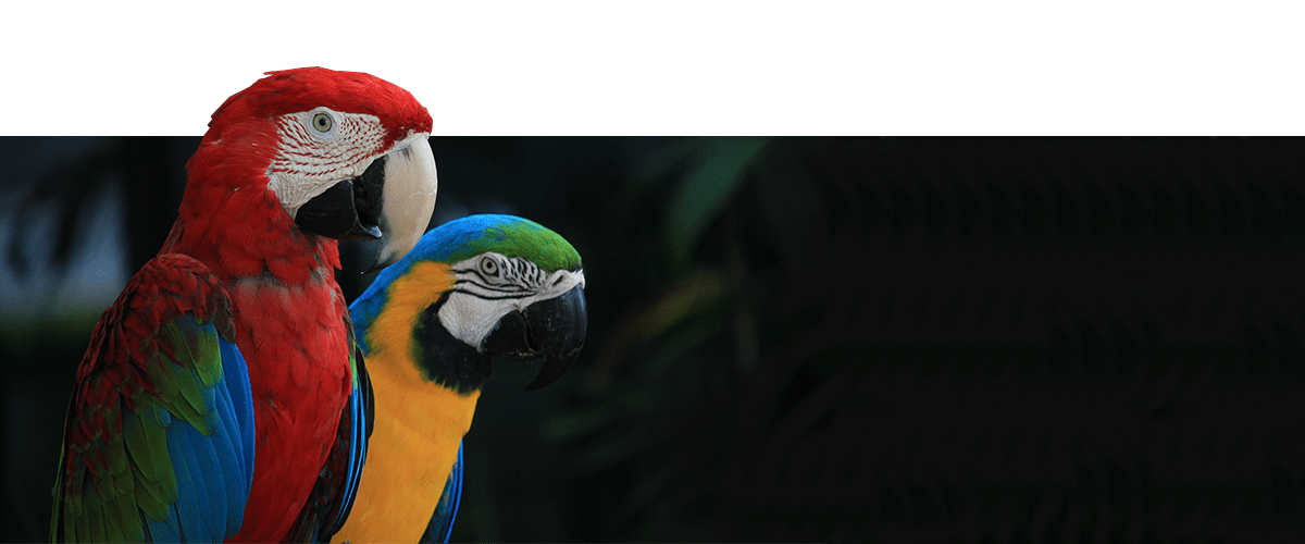 Le sexage des oiseaux par ADN, la technique la plus fiable - Iberogen